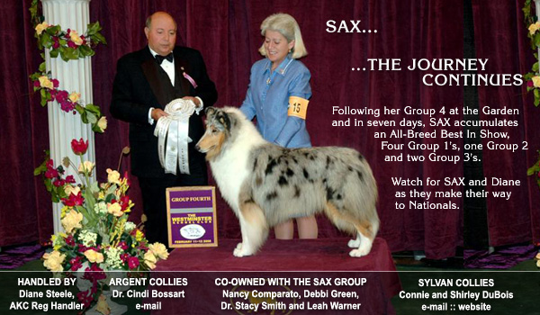 Argent Collies and Sylvan Collies -- CH Sylvan Argent Simply Irresistible