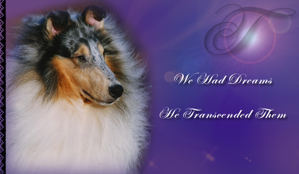 Tallywood -- CH Tallywood Transcendental