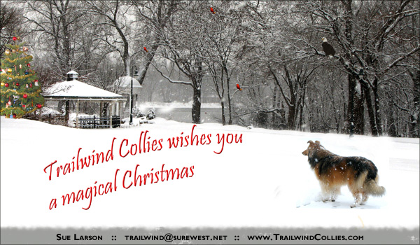 Trailwind Collies wishes you a magical Christmas
