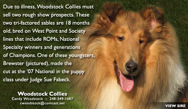 Woodstock Collies