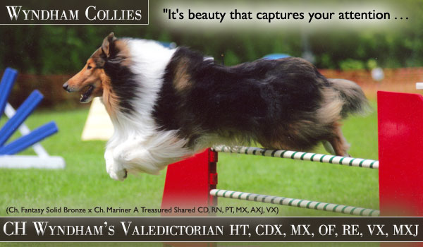 Wyndham -- CH Wyndham's Valedictorian HT, CDX, MX, OF, RE VX