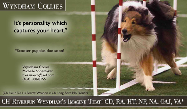 Wyndham -- CH Riverrun Wyndham's Imagine That! CD, RA, HT, NF, NA, OAJ, VA