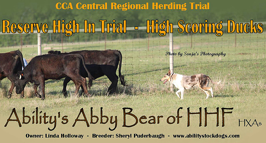 Ability Stockdogs -- Ability's Abby Bear Of HHF HXAs