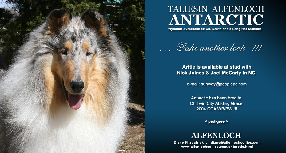Alfenloch Collies -- Taliesin Alfenloch Antartic