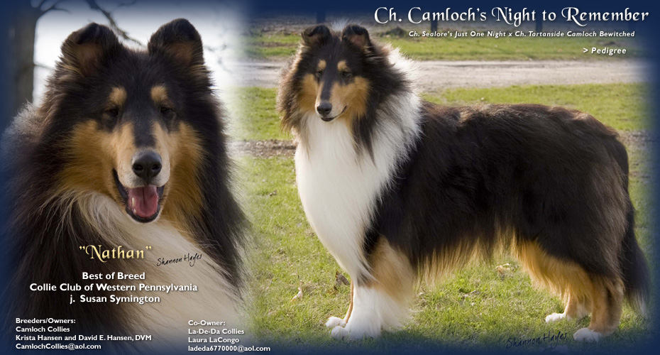 Camloch -- CH Camloch's Night To Remember