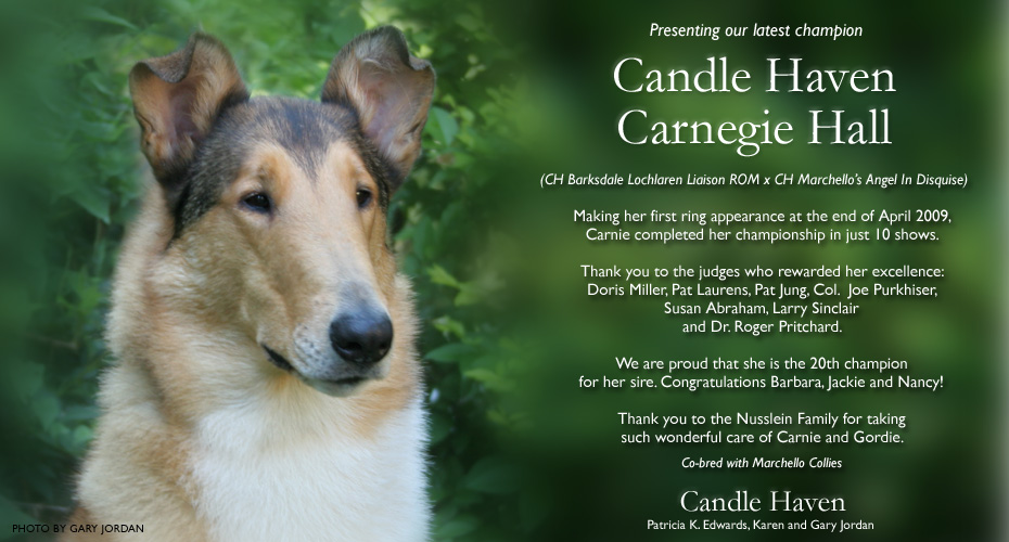 Candle Haven Collies -- CH Candle Haven Carnegie Hall