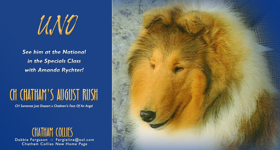 Chatham Collies -- CH Chatham's August Rush