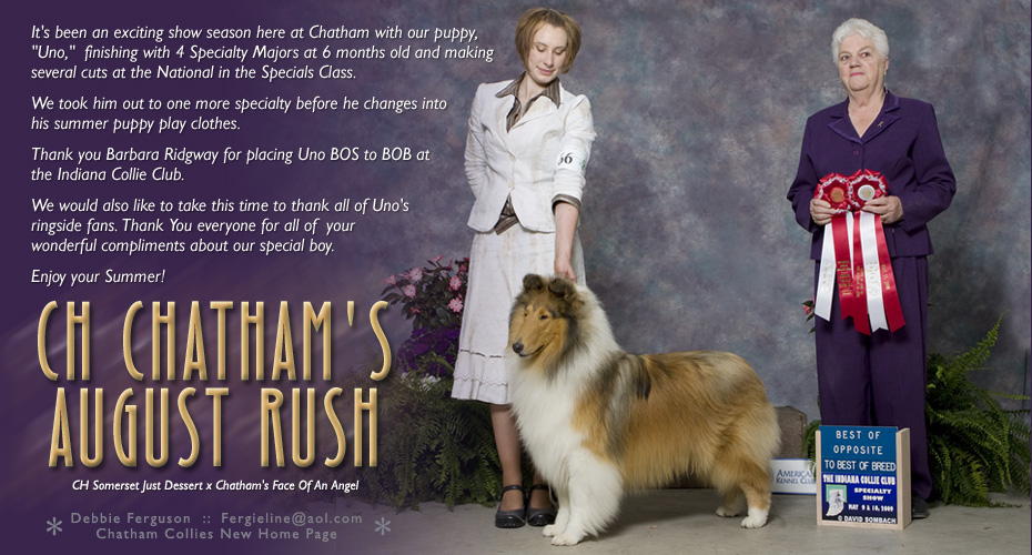 Chatham Collies -- CH Chatham's August Rush