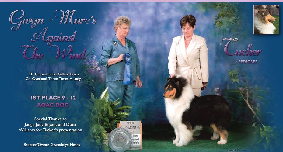 Gwyn Marc Collies -- Gwyn Marc's Against The Wind