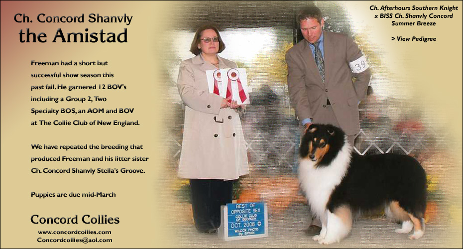 Concord Collies  -- CH Concord Shanvly The Amistad