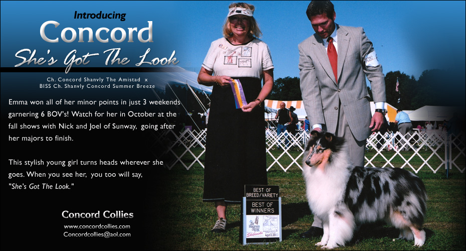 Concord Collies -- Concord She's Got The Look