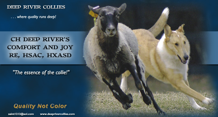 Deep River Collies -- CH Deep River's Comfort And Joy RE, HSAC, HXASD