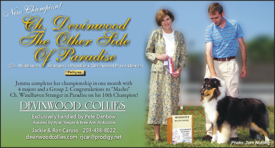 Devinwood Collies -- Devinwood The Other Side of Paradise