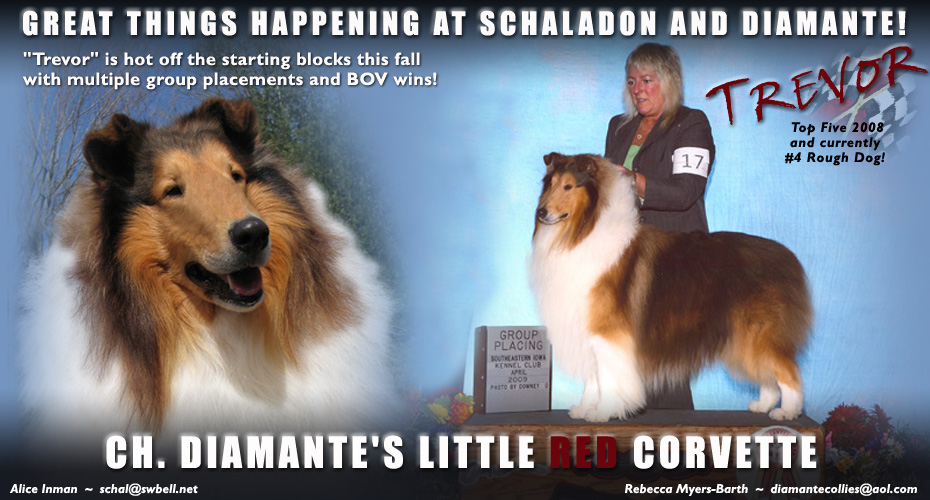 Schaladon Collies / Diamante Collies -- CH Diamante's Little Red Corvette 
