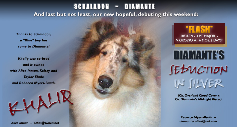Diamante Collies -- Diamante's Seduction In Silver