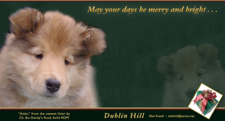 Dublin Hills Collies 