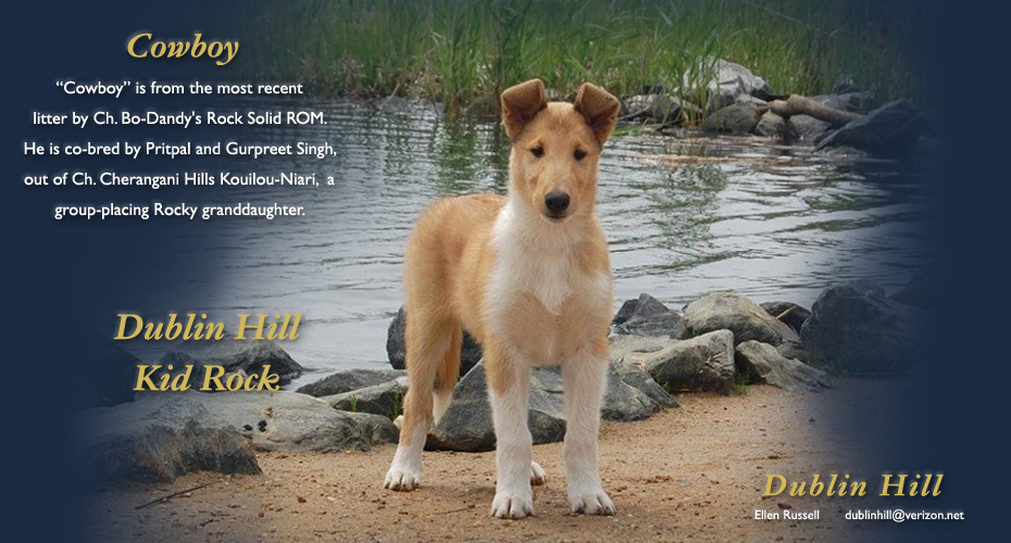 Dublin Hill Collies -- Dublin Hill Kid Rock