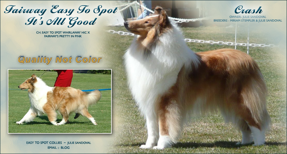 Easy To Spot Collies -- Fairway Easy To Spot It's All Good