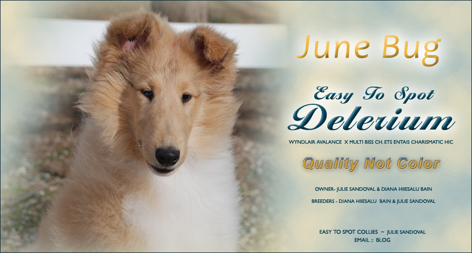 Easy to Spot Collies / Entais Collies -- Easy To Spot Delerium