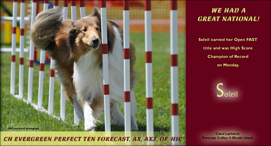 Forecast Collies -- CH Evergreem Perfect Ten Forecast, AX, AXJ, OF, HIC