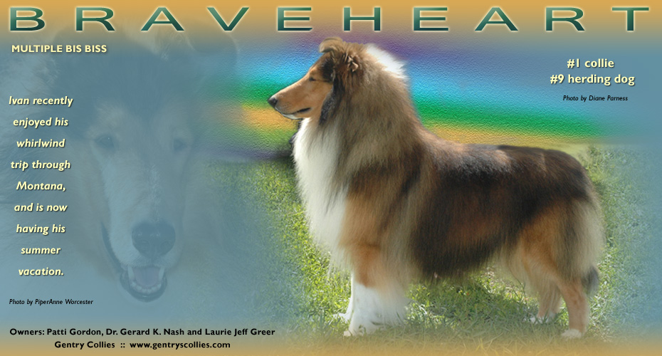 Gentry Collies -- CH Gentry's Braveheart