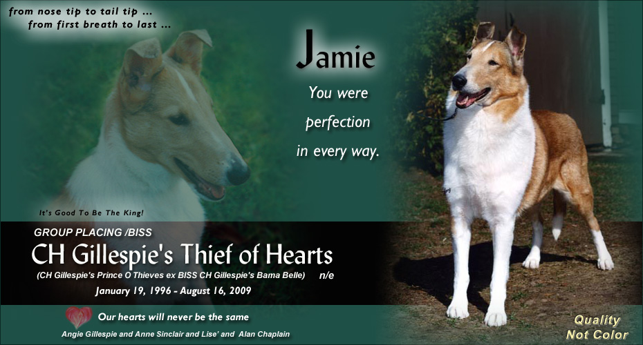 Gillespie Collies and Moonwind Collies -- In Loving Memory of CH Gillespie's Thief of Hearts