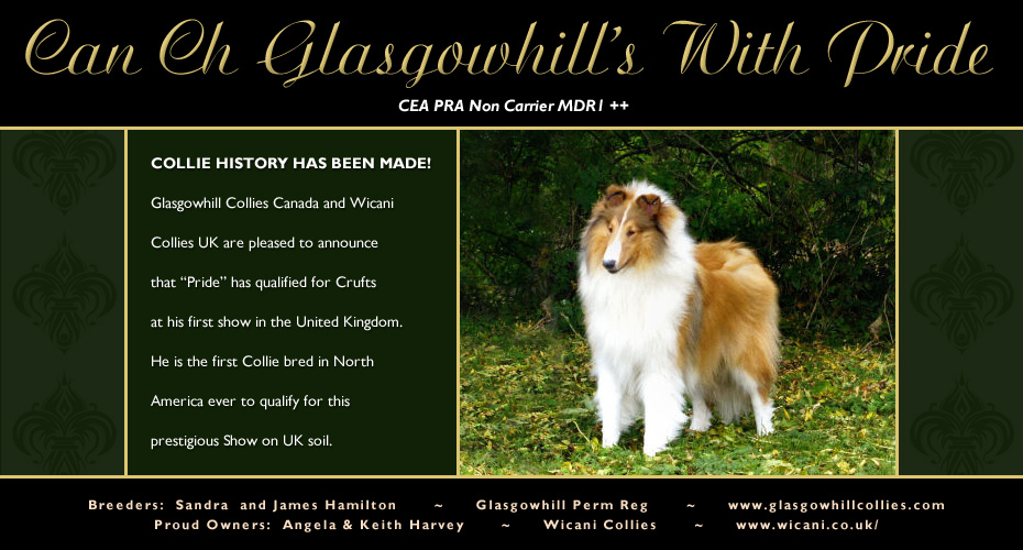 Glasgowhill Collies / Wicani Collies UK -- CAN CH Glasgowhill's With Pride