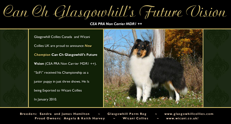 Glasgowhill Collies / Wicani Collies UK -- CAN CH Glasgowhill's Future Vision