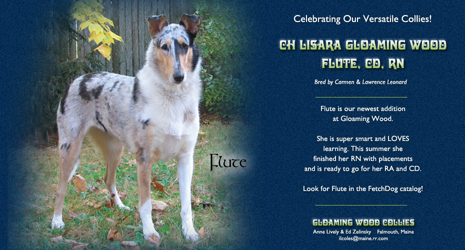 Gloaming Wood Collies -- CH Lisara Gloaming Wood Flute, CD, RN