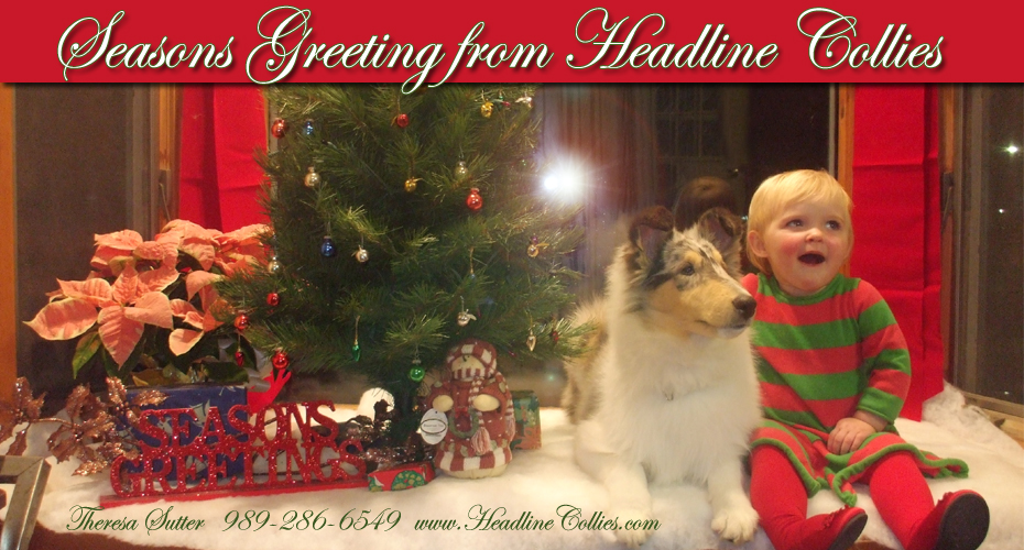 Headline Collies 