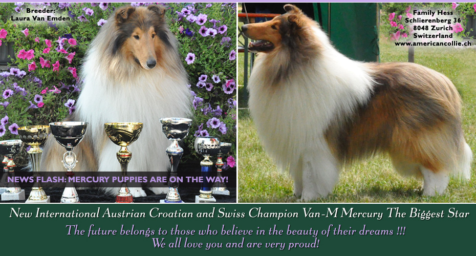 MC Leod's Collies / Family Hess -- International/Austrain/Croatian/Swiss CH Van-M Mercury The Biggest Star