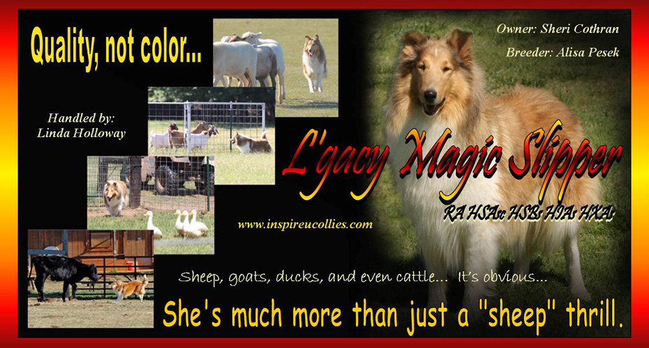 Inspire U Collies -- L'gacy Magic Slipper -- RA, HSAsc, HSBs, HIAs, HXAs