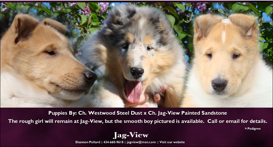 Jag-View Collies