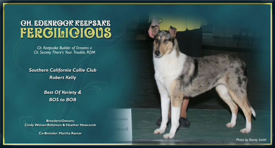 Keepsake Collies / Edenrock Collies -- CH Edenrock Keepsake Fergilicious