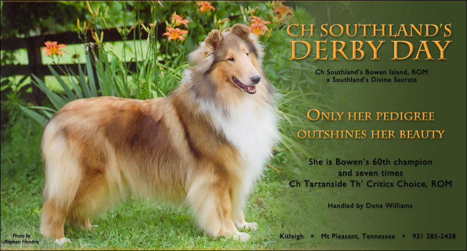 Kitleigh Collies -- CH Southland's Derby Day