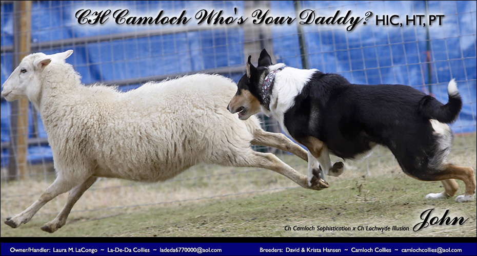 La-De-Da Collies -- CH Camloch Who's Your Daddy? HIC, HT