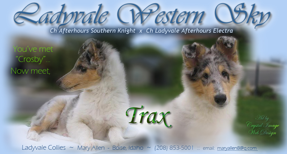 Ladyvale Collies -- Ladyvale Western Sky