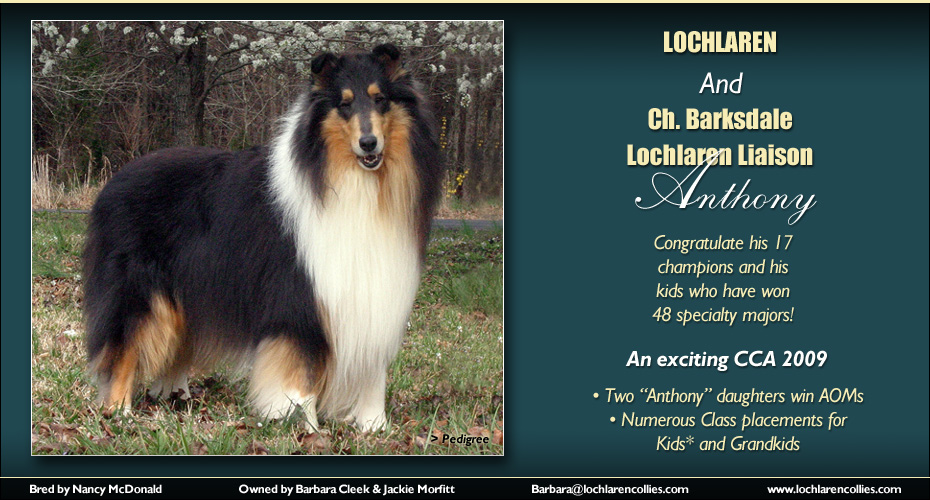 Lochlaren Collies -- CH Barksdale Lochlaren Liaison