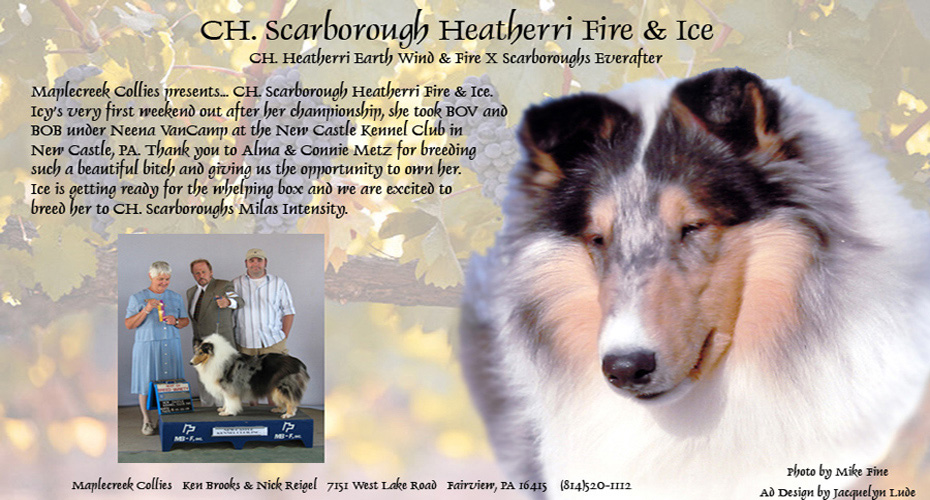 Maple Creek Collies -- CH Scarborough Heatherri Fire And Ice