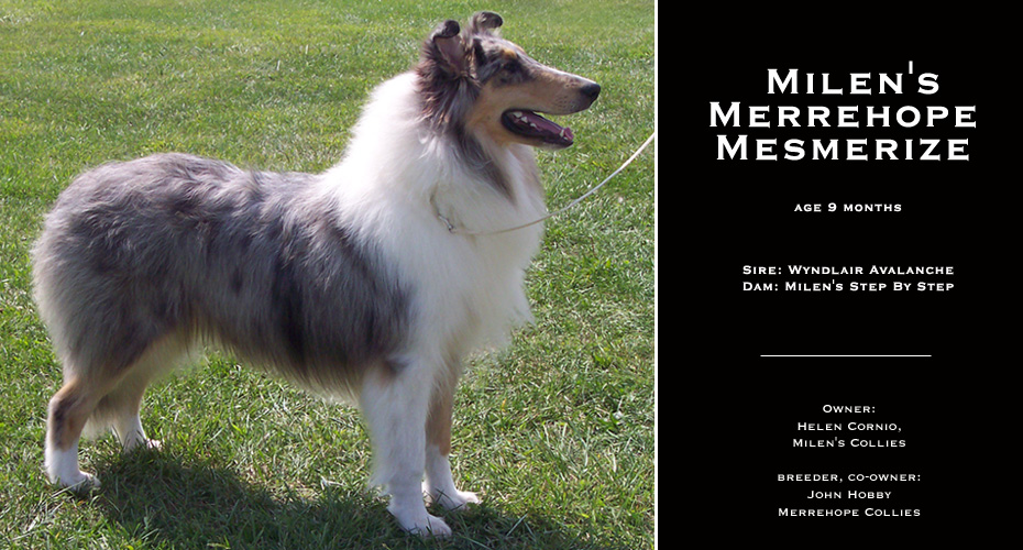 Merrehope Collies / Milen's Collies -- Milen's Merrehope Mesmerize
