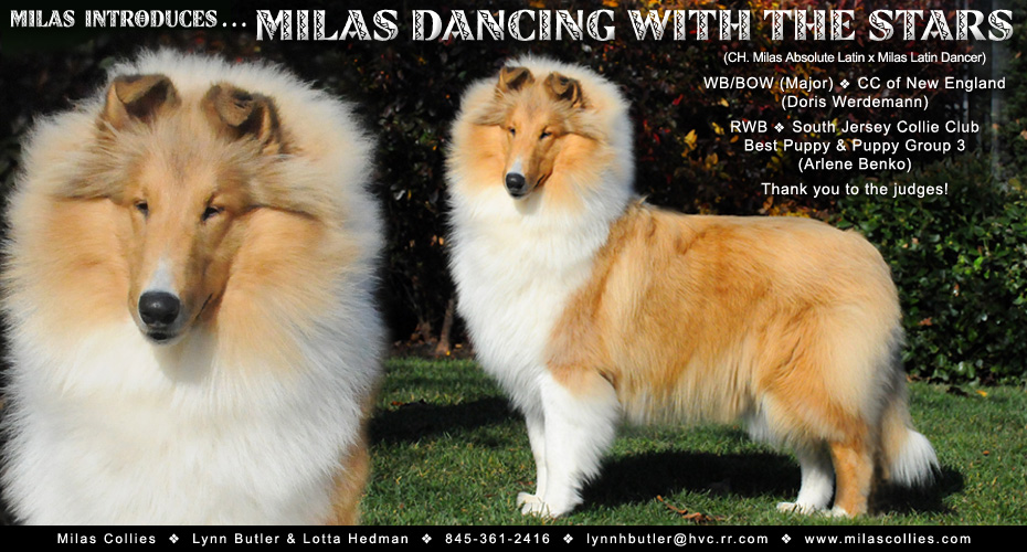 Milas Collies -- Milas Dancing With The Stars