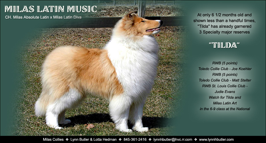 Donnybrooke Collies -- Donnybrooke's Mallorca