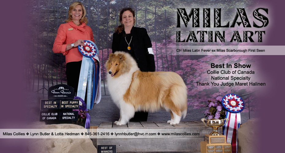 Milas Collies -- Milas Latin Art