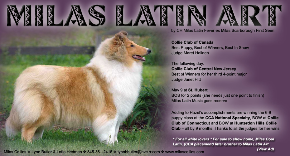 Milas Collies -- Milas Latin Art