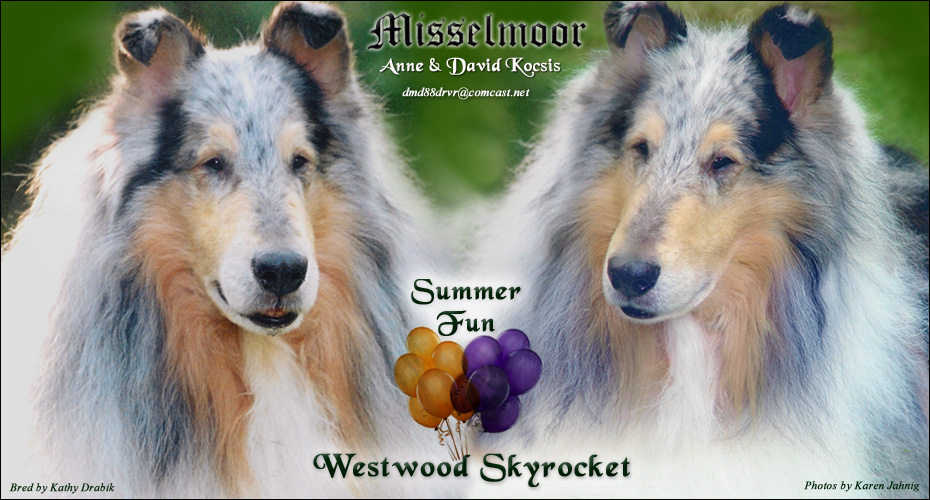 Misselmoor Collies -- Westwood Skyrocket
