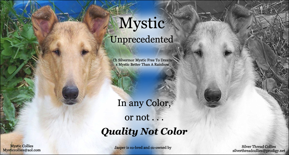 Mystic Collies / Silver Thread Collies -- Mystic Unprecedented 