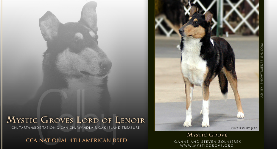 Mystic Grove Collies -- Mystic Groves Lord Of Lenoir