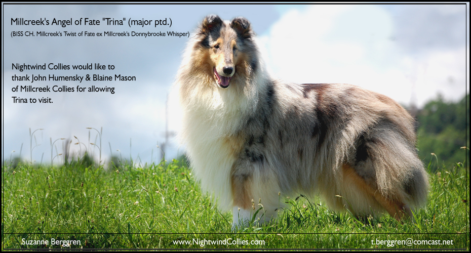 Nightwind Collies -- Millcreek's Angel Of Fate