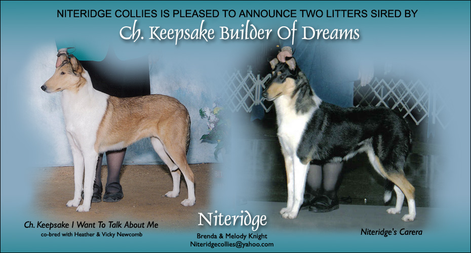 Niteridge Collies 