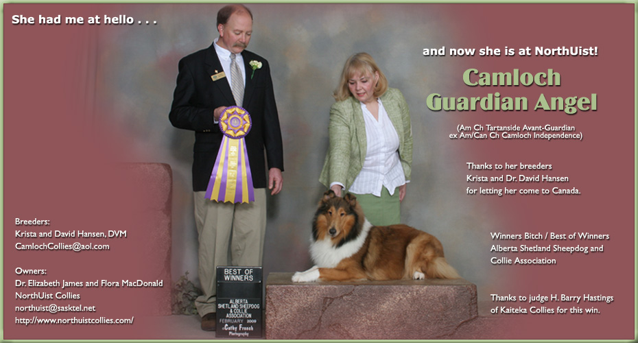 NorthUist Collies -- Camloch Guardian Angel